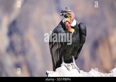 Andenkondor sitzt im Mirador Cruz del Condor im Colca Canyon, Peru Stockfoto