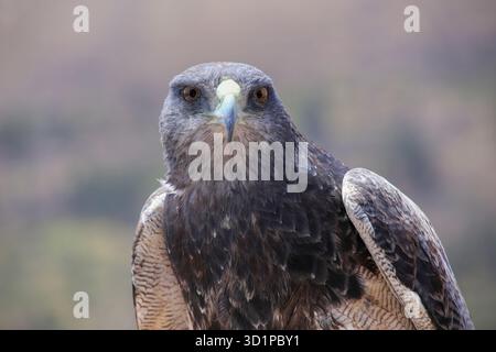 Bussardadler mit schwarzem Brustmotiv auf dem Markt in Maca, Colca Canyon, Peru Stockfoto