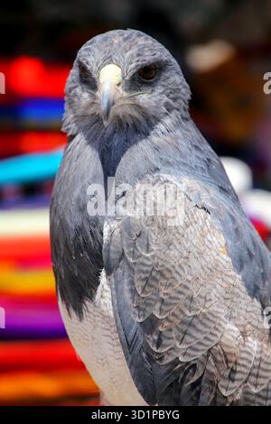 Bussardadler mit schwarzem Brustmotiv auf dem Markt in Maca, Colca Canyon, Peru Stockfoto