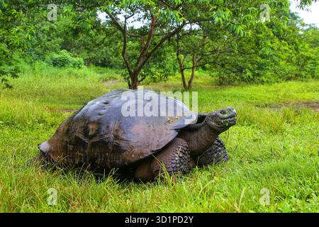 Galapagos Riesenschildkröte auf der Insel Santa Cruz im Galapagos Nationalpark, Ecuador Stockfoto
