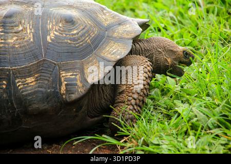 Galapagos Riesenschildkröte auf der Insel Santa Cruz im Galapagos Nationalpark, Ecuador Stockfoto