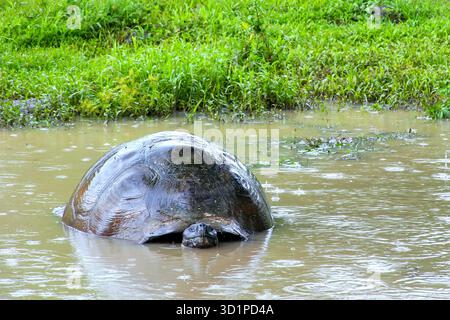 Galapagos Riesenschildkröte in einem Teich auf der Insel Santa Cruz im Galapagos Nationalpark, Ecuador. Stockfoto