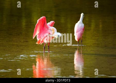 Rosige Löffler (Platalea Ajaja) Stockfoto