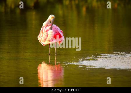 Rosige Löffler (Platalea Ajaja) Stockfoto