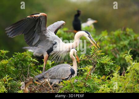 Große Blaureiher tauschen Nistmaterial aus. Er ist der größte nordamerikanische Reiher. Stockfoto