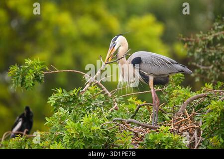 Großer Blaureiher mit Nistmaterial im Schnabel. Er ist der größte nordamerikanische Reiher. Stockfoto