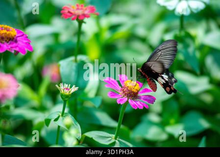 Schwarzer Schmetterling fliegt über einer rosa Blume. Die Blume ist von grünen Blättern umgeben. Der Schmetterling ist in der Nähe der Blume und nicht weit entfernt Stockfoto