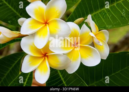 Weiße und gelbe Plumeria-Blüten Stockfoto