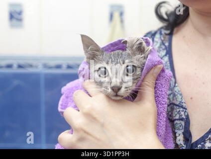 Kätzchen in den Händen - nasse Katze in einem Handtuch nach dem Baden Stockfoto