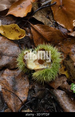 Samenkapsel von einem süßen Kastanienbaum, auf dem Boden. Stockfoto