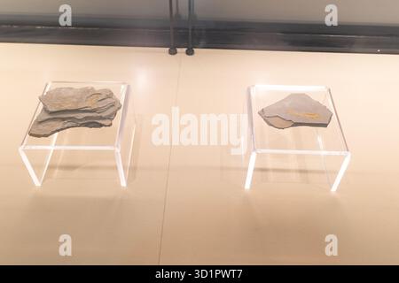 XiaPu Fujian China-14. August 2025: Geologische Gesteinsproben im XiaPu Museum. Stockfoto