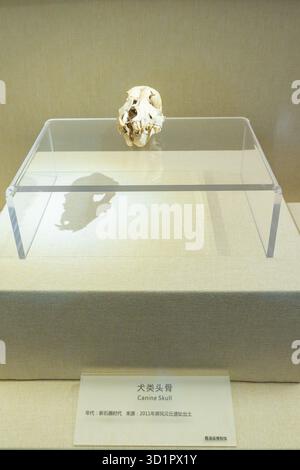 XiaPu Fujian China-14. August 2025: Hundeschädel im XiaPu Museum. Stockfoto