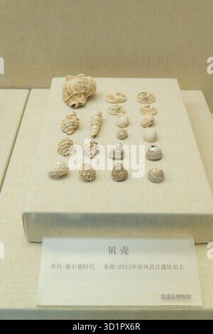 XiaPu Fujian China-14. August 2025: Conch im XiaPu Museum. Stockfoto