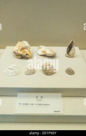 XiaPu Fujian China-14. August 2025: Conch im XiaPu Museum. Stockfoto