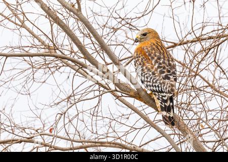 Kalifornien Red Hawk beobachtete aus dem Baum. Stockfoto