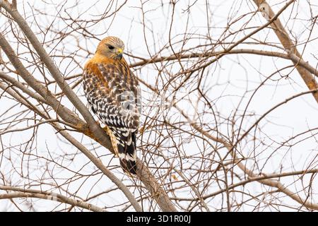 Kalifornien Red Hawk beobachtete aus dem Baum. Stockfoto