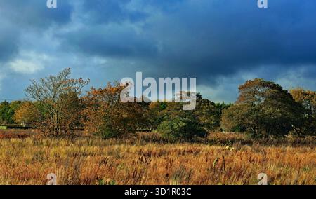Zwischen den Schauern stehen vier Bäume stolz auf die drohenden Wolken auf Warpers Moss bei Burscough in West Lancashire. Stockfoto