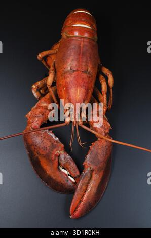 Gekochter Hummer auf dunklem Hintergrund Stockfoto