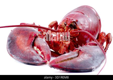 Gekochter europäischer Hummer isoliert auf weißem Atelierhintergrund Stockfoto