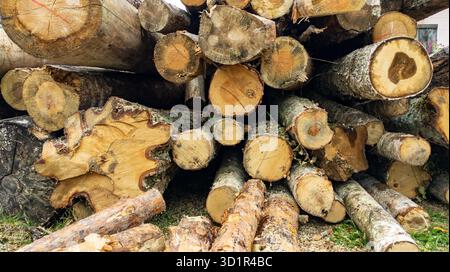 Frisch geschnittene Kiefernholzstämme, die im Freien gestapelt werden, zeigen natürliche Holzstruktur, Forstwirtschaft und Holzwirtschaft. Die Schnittholz-Sektion ist auf dem Rost gestapelt Stockfoto