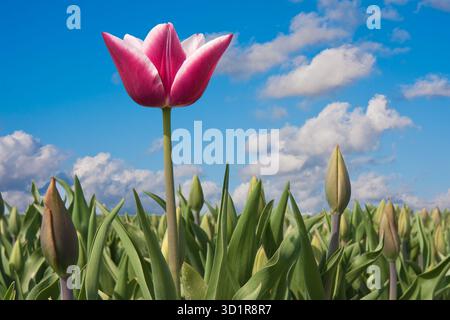 Erste holländische Tulpen im Frühling Stockfoto