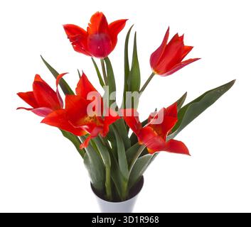 Schöne rote Tulpen in einer Vase, isoliert auf weiss Stockfoto