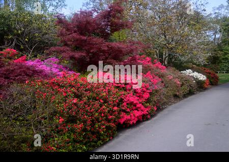 Farbenfrohe Azaleen- und Rhododendronsträucher in den Borders by the Pathways in Exbury Gardens, New Forest, Hampshire, England, Großbritannien Stockfoto