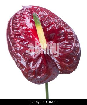 Lila Anthurien (Flamingo-Blume) isoliert auf weiss Stockfoto