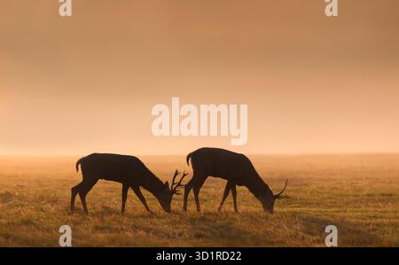 Silhouette von zwei jungen Rotwild, die während eines goldenen Sonnenaufgangs auf einem nebeligen Feld grasen. Stockfoto
