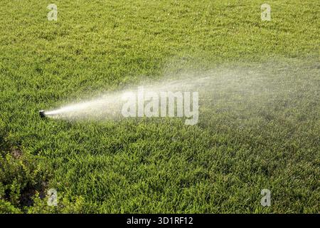 Sprinkler bewässern neuen Rasen. Sprinkleranlage für frisches grünes Gras Stockfoto