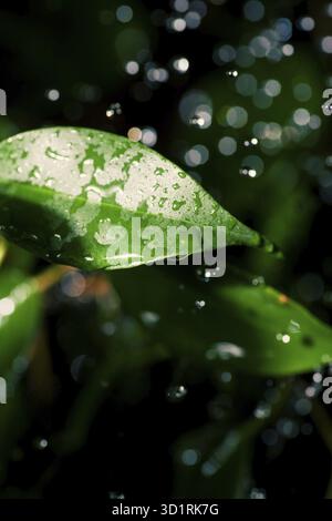 Blätter und Wassertropfen fliegen in der Luft. Tau fällt aus der Nähe Stockfoto