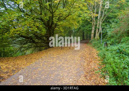 Eine alte Eisenbahnstrecke im Kirklees-Tal. Herbstlicht mit goldenen Blättern auf dem Boden. Stockfoto
