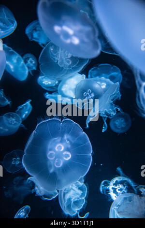 Eine Blüte exotischer Mondquallen schwimmt im Ozean. Schwarzer Hintergrund. Stockfoto