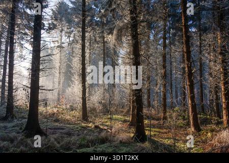 Winterlandschaft, Bäume im Wald mit Reif bedeckt Stockfoto
