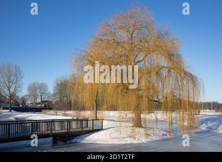 Winterlandschaft mit Trauerweide am Kanal in holländischer Wohngegend Stockfoto
