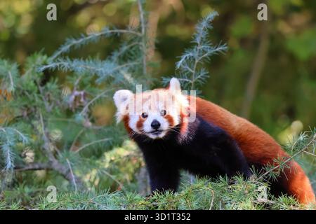 Ein neugieriger Roter Panda (Ailurus fulgens) in einem Baumkronen. Stockfoto