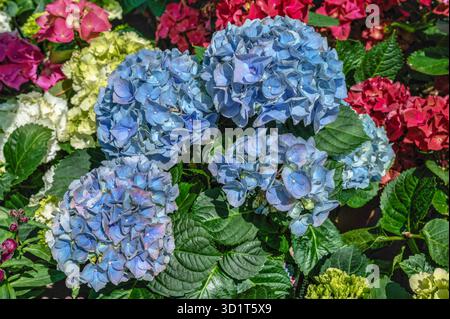 Blaue Blume Hortensie macrophylla Stockfoto