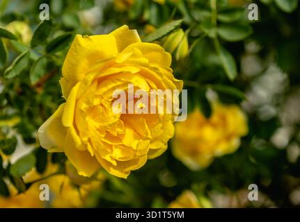 Goldene Feier Rosenblumen auf grünem Blatt Hintergrund Stockfoto