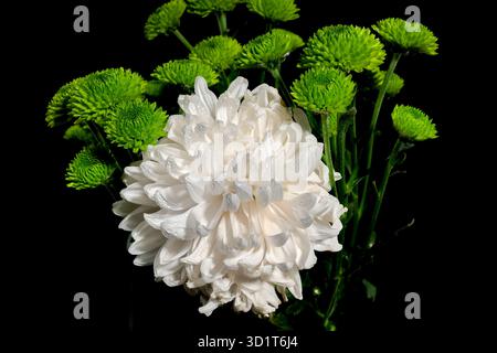 Weiße und grüne Chrysantheme auf schwarzem Hintergrund Stockfoto