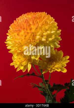 Chrysantheme Safari Orange auf rotem Hintergrund Stockfoto