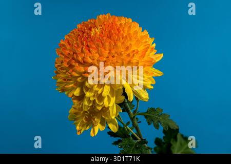Chrysantheme Safari Orange auf blauem Hintergrund Stockfoto