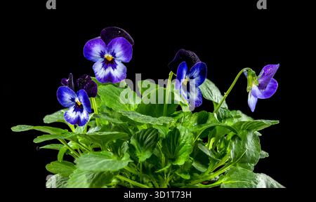 Lila Stiefmütterchen, Bratschenblüte Stockfoto