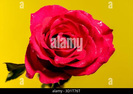 Rote Teerose auf gelbem Hintergrund Stockfoto