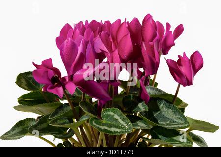 Cyclamen rote Blumen auf weißem Hintergrund Stockfoto
