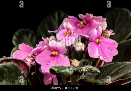 Rosa Viola Blumen auf schwarzem Hintergrund Stockfoto