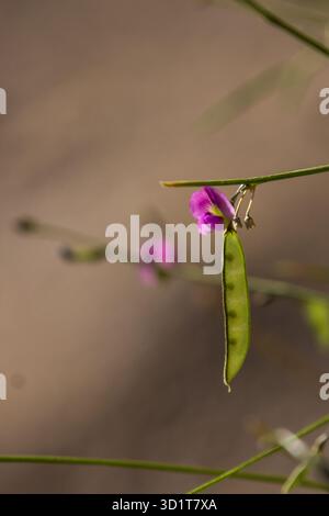 Eine zarte violette Wildblume und Samenkapsel. Stockfoto