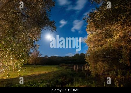 Eine magische, traumhafte Nachtszene, umrahmt von beleuchteten Olivenbäumen, mit Blick auf den Mond, die Sterne und ein fernes Feld Stockfoto