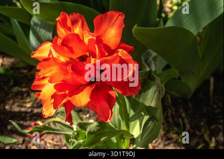 Frühlingsblumen und Pflanzen in einem botanischen Garten Stockfoto