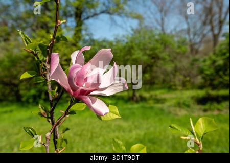 Frühlingsblumen und Pflanzen in einem botanischen Garten Stockfoto