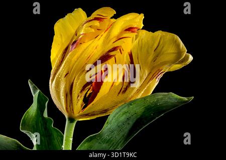 Blühende Tulpe La Courtine Paprot auf schwarzem Hintergrund Stockfoto